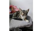 Adopt Bruno a Tiger Striped Domestic Shorthair (short coat) cat in Wading River