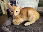 Adopt Mac a Orange or Red Tabby Domestic Shorthair (short coat) cat in Houston