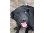 Adopt Willow a Border Collie / Labrador Retriever / Mixed dog in Gilmer