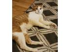 Adopt Blue a Orange or Red (Mostly) Domestic Shorthair (short coat) cat in