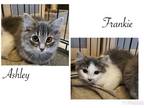 Adopt Ashley, Cory, Frankie, Richie a Gray, Blue or Silver Tabby Domestic