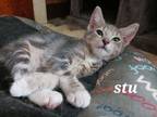 Adopt Stu a Gray or Blue Domestic Shorthair / Domestic Shorthair / Mixed cat in