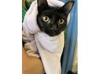 Adopt Trouble a All Black Domestic Shorthair / Domestic Shorthair / Mixed cat in