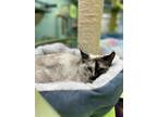 Adopt Lady a Gray or Blue (Mostly) Siamese (short coat) cat in Lauderhill