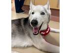 Adopt Savva a White Husky / Mixed dog in Columbia, SC (36755313)