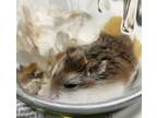 Adopt #2 a Silver or Gray Hamster / Mixed small animal in Fairfax, VA (38889492)