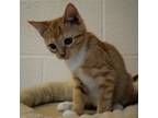 Adopt Paz a Orange or Red Domestic Shorthair / Mixed cat in Waynesboro
