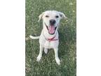 Adopt Kyda a White Labrador Retriever / Mixed Breed (Medium) / Mixed dog in