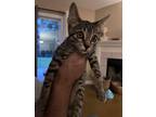 Adopt Benji a Domestic Shorthair / Mixed (short coat) cat in Fort Walton Beach