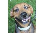 Adopt Sheva a Black - with Brown, Red, Golden, Orange or Chestnut Black and Tan