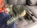 Adopt Slumber a Brown Tabby Domestic Mediumhair / Mixed cat in Fort Lee