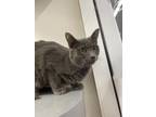 Adopt Toolie a Gray or Blue Domestic Shorthair / Mixed (short coat) cat in