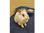 Adopt Flopsy a White Other/Unknown / Other/Unknown / Mixed rabbit in