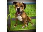 Adopt Bertha a Brown/Chocolate American Pit Bull Terrier / Mixed dog in Daytona