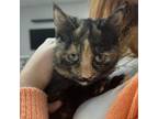 Adopt Spook a Tortoiseshell Domestic Mediumhair / Mixed cat in American Fork
