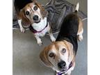 Adopt Ruby a Tricolor (Tan/Brown & Black & White) Beagle / Mixed dog in