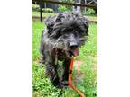Adopt Newman a Black Terrier (Unknown Type, Small) / Mixed dog in Huntington