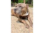 Adopt Gus a Brown/Chocolate - with White American Pit Bull Terrier / Mixed dog