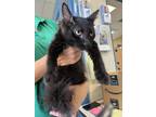 Adopt Astro a All Black Domestic Mediumhair / Domestic Shorthair / Mixed cat in