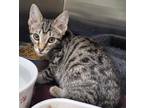 Adopt Nito / AC 24358 C a Domestic Shorthair / Mixed (short coat) cat in