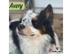 Adopt Avery a White - with Black Australian Shepherd / Blue Heeler dog in