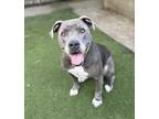Adopt Ivy a Gray/Blue/Silver/Salt & Pepper American Staffordshire Terrier /