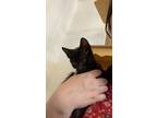 Adopt Sirius a Domestic Shorthair / Mixed (short coat) cat in Corpus Christi