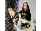 Adopt Tootsie a Black & White or Tuxedo Domestic Shorthair (short coat) cat in