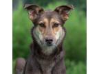 Adopt Rosebud a Brown/Chocolate German Shepherd Dog / English Shepherd / Mixed