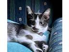 Adopt Patches a Black & White or Tuxedo Domestic Shorthair (short coat) cat in