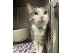 Adopt Ditty a Domestic Shorthair / Mixed (short coat) cat in Fort Riley