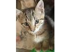 Adopt Ferrari a Gray, Blue or Silver Tabby Domestic Shorthair cat in Steinbach