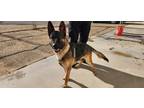 Adopt Marvel a German Shepherd Dog / Mixed dog in California City, CA (38888261)