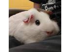 Adopt Pinky a Guinea Pig small animal in Pittsburgh, PA (38888192)