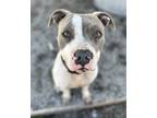 Adopt Sosa a White - with Gray or Silver American Pit Bull Terrier / Mixed dog