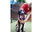Adopt Luke a Black Labrador Retriever / Mixed dog in Carlisle, PA (38888207)