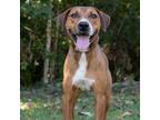 Adopt Hudson a Coonhound / Mountain Cur / Mixed dog in QUINCY, FL (38888005)