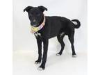 Adopt Milo a Black Labrador Retriever / Mixed dog in QUINCY, FL (38888004)