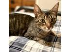 Adopt Daisy a Brown or Chocolate Domestic Shorthair / Mixed cat in Denison