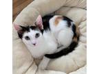 Adopt Serafina a Calico or Dilute Calico Domestic Shorthair / Mixed cat in Long