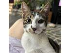 Adopt Hansi a White Domestic Shorthair / Mixed cat in Huntsville, AL (38887831)