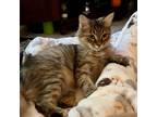 Adopt June a Tortoiseshell Domestic Mediumhair / Mixed cat in Valdosta