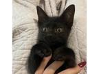 Adopt Aslan Magic a All Black Domestic Shorthair / Mixed cat in Fort Lauderdale