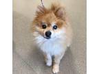 Adopt Star TAF a Tan/Yellow/Fawn Pomeranian / Mixed dog in Las Vegas