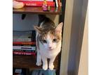 Adopt Vanessa a Calico or Dilute Calico Domestic Shorthair / Mixed cat in