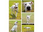 Adopt Blanco a White English Setter / Labrador Retriever / Mixed dog in