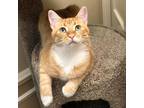 Adopt Annie a Orange or Red Domestic Shorthair / Mixed cat in Tuscaloosa