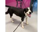 Adopt Romeo a Black Collie / Mixed dog in Ponca City, OK (38887289)
