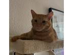 Adopt Archy a Orange or Red Domestic Shorthair / Mixed cat in Houston