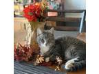 Adopt Banana Pepper a Gray, Blue or Silver Tabby Domestic Shorthair / Mixed